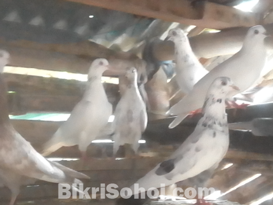 কবুতর